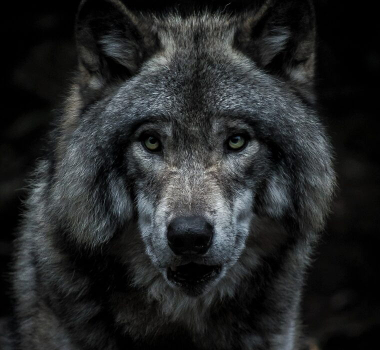 wolf