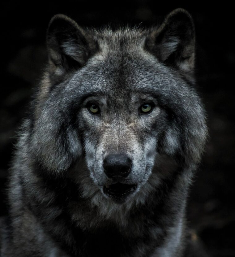 wolf